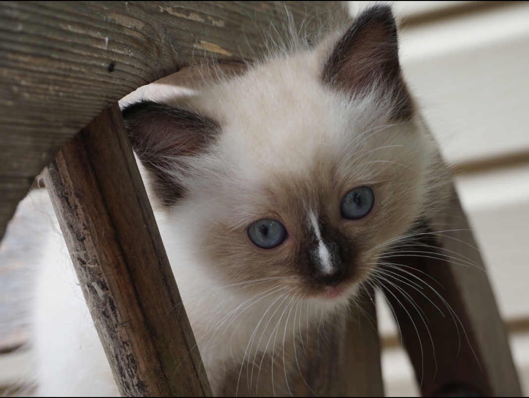 Screenshot_20190720-141222_Imaging Edge Mobile.jpg