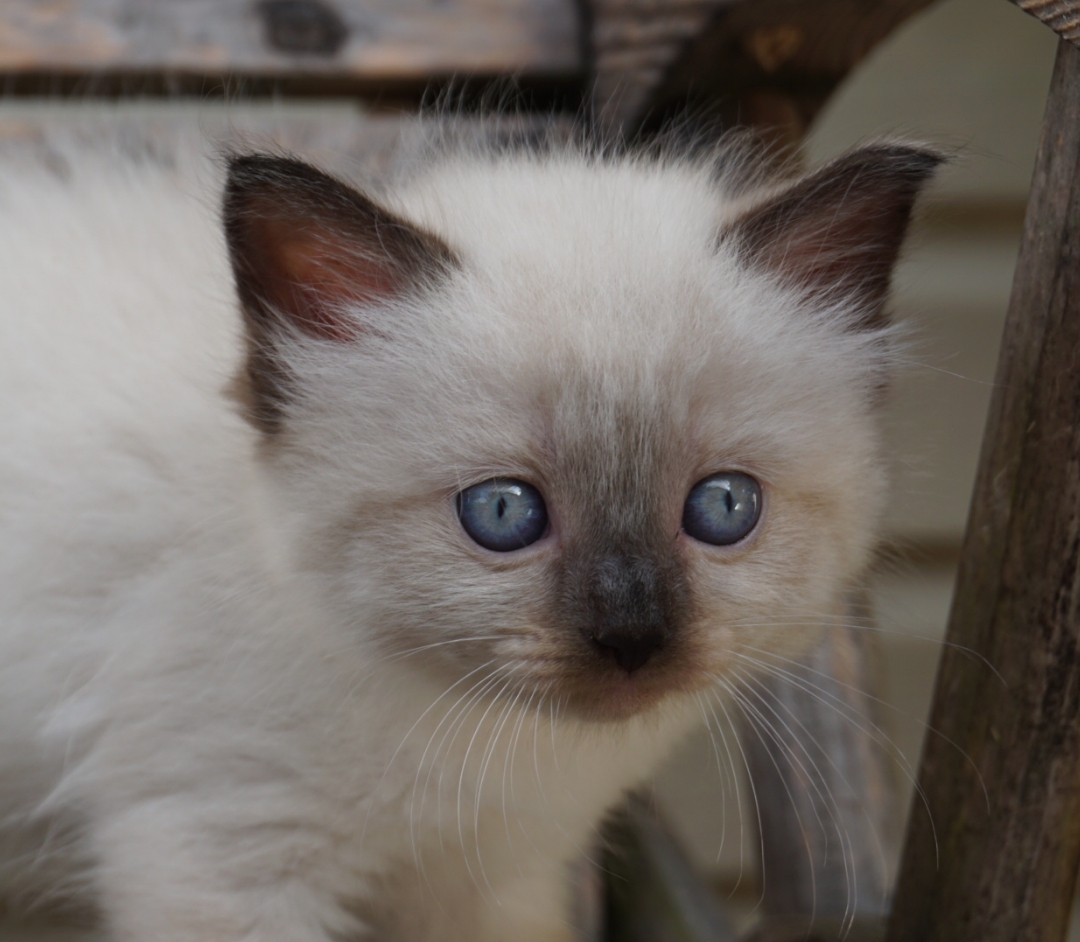 Screenshot_20190720-182354_Imaging Edge Mobile