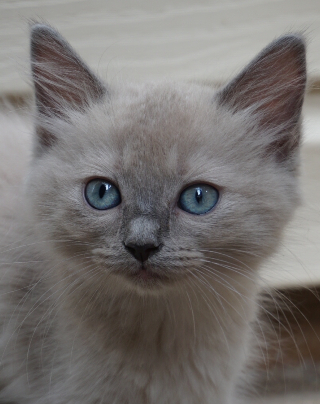 Screenshot_20190819-195320_Gallery