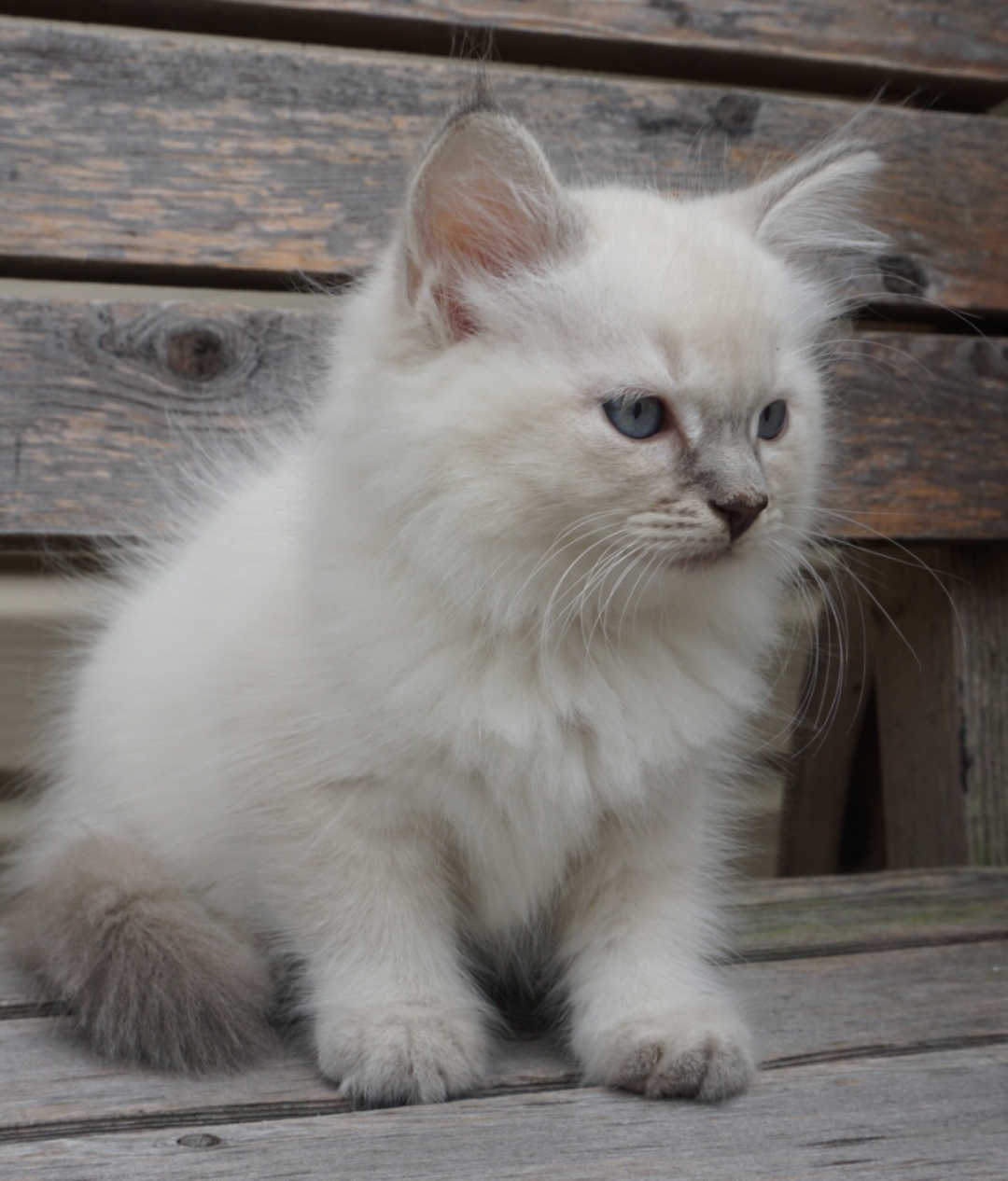 Screenshot_20190825-140619_Gallery